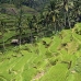 rice_ubud_v_0074_bal0889.jpg